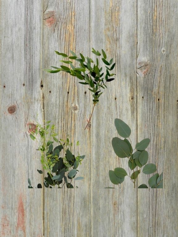 GUNNI, SEEDED AND SILVER DOLLAR ASSORTED EUCALYPTUS